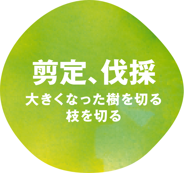 剪定、伐採 大きくなった樹を切る 枝を切る